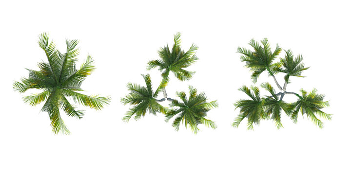 Top view of 3D palm trees isolated on white background