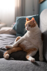 Gato blanco y marron con ojos amarillos sentado en el sofa con una postura graciosa, mira a un...