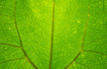 Green texture leaf background closeup