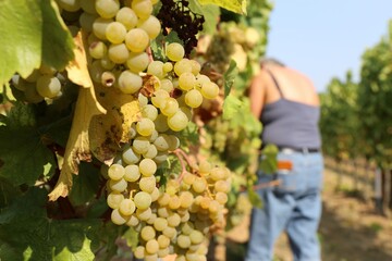 Weinlese: Handlese von Chardonnay Weintrauben
