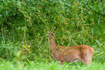 Obraz na płótnie Canvas a young female deer on a green meadow