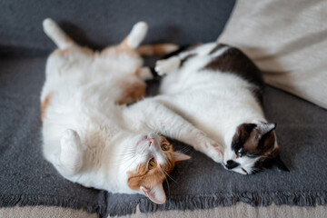 Dos gatos domesticos duermen juntos sobre el sofa 2