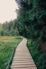 Obraz premium path in the forest