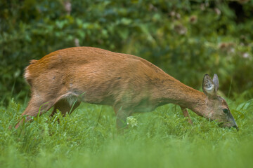 a young female deer on a green meadow