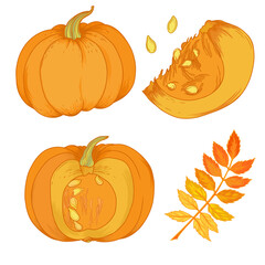 Vector watercolor illustration of various autumn leaves and pumpkin. Beautiful bouquet of yellow and red leaves, branches.	