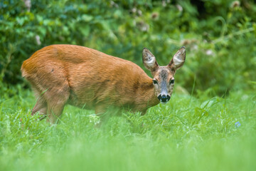 a young female deer on a green meadow
