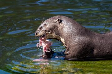 A giant otter (Pteronura brasiliensis) eating a fish