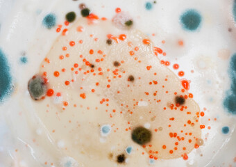 Fungus mold growing on coconut milk surface
