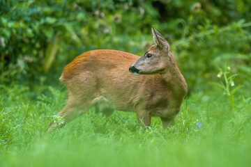 a young female deer on a green meadow