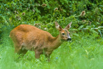 a young female deer on a green meadow