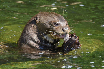 A giant otter (Pteronura brasiliensis) eating a fish