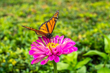 Monarch butterfly,Danaus plexippus