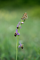 beautiful and elegant butterfly Melitaea on the flower awaits dawn early in the morning