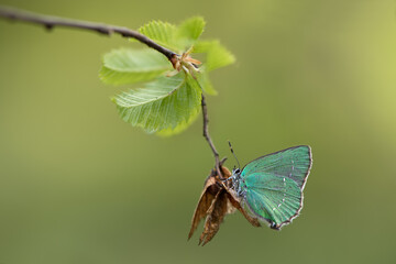 A beautiful Green Hairstreak Butterfly (Callophrys rubi) in the early morning