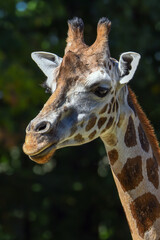 Closeup view of giraffe face . Portrait.