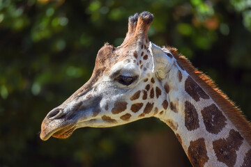 Closeup view of giraffe face . Portrait.