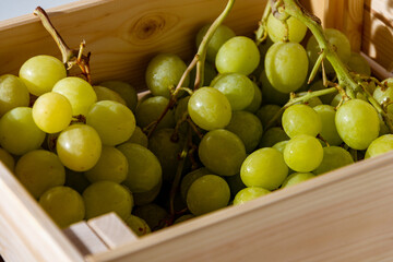 Uva rosada y uva blanca italiana fresca recién cosechada
