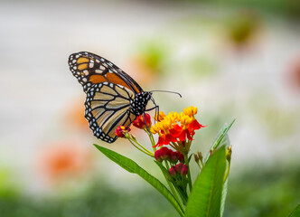 Monarch butterfly,Danaus plexippus
