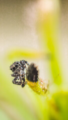 little jumping spider on the plant wild life colorful natural wallpaper