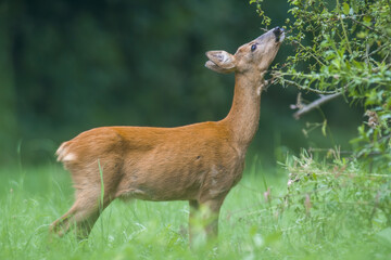 a young female deer on a green meadow