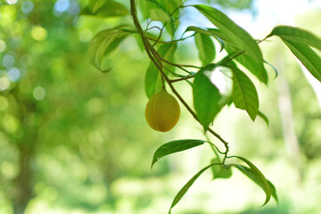 Nutmeg fruit and plant, Nutmeg isolated, Nutmeg is ready to be harvested