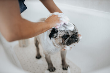 Dog grooming concept. Grooming and washing pug bread dog in the saloon