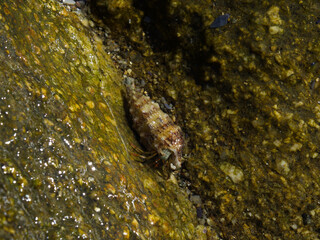 an hermit mollusk in the costa brava