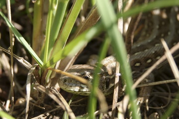 Waldeidechse / forest lizard /  zootoca vivipara