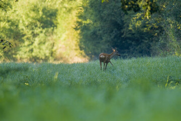 a young female deer on a green meadow