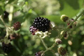 Brombeere / Black Berry