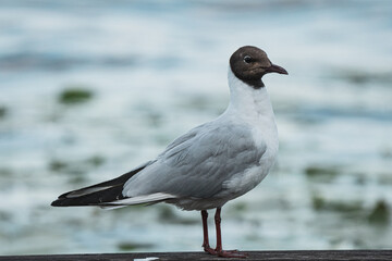 seagull on the beach