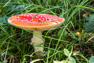 An adult Amanita muscaria mushroom with an open hat, among the green grass in the autumn forest on a sunny day. Close up