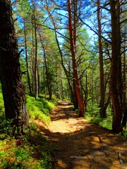 Europe, France, Great East, Alsace, Haut Rhin, hiking trail in the Vosges