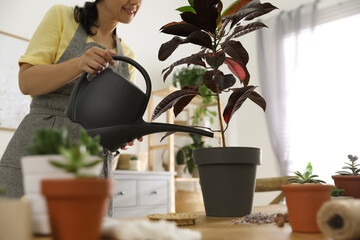 Woman watering houseplant at home, closeup. Engaging hobby © New Africa