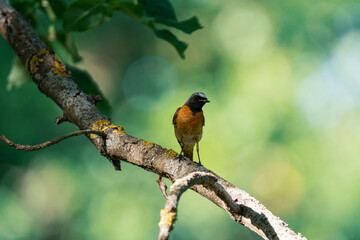 Common redstart on the branch