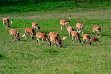 a view of a herd of European fallow deer living in a protected field