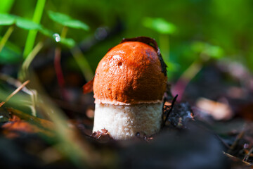 Orange-cap boletus (Leccinum aurantiacum) grow in the forest in autumn and summer in green moss and grass