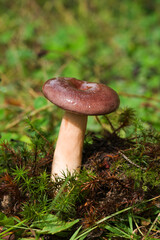 Conditionally edible mushroom Milkweed (lat. Lactarius blennius) family grows in autumn and summer in green grass and moss