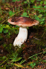 Butter mushrooms, common Buttercup (lat. Suillus luteus ) grow in the forest in autumn and summer in green moss and grass