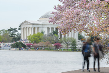 People enjoy Cherry Blossom Festival in  Thomas Jefferson Memorial - Circa tidal basin, Washington...