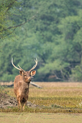 Naklejka na ściany i meble Sambar Deer in its natural habitat