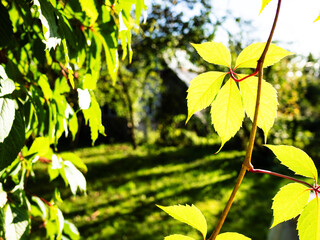 leaves of Parthenocissus lit by sun close up and green backyard on background in sunny September evening (focus on right girlish grapes leaves)