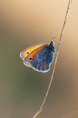 butterfly Coenonympha pamphilus sits on a blade of grass in the meadow before sunset