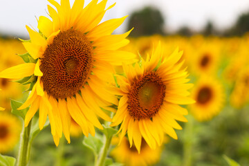Fototapeta premium sunflower close up in a sunflower field in summer in Provence, France