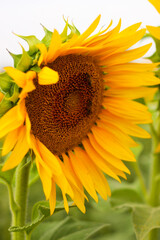 sunflower close up in a sunflower field in summer in Provence, France