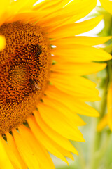 sunflower close up with a bee in a sunflower field in summer in Provence, France