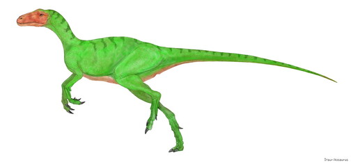 スタウリコサウルスは三畳紀後期に生息した二足歩行の古いタイプの肉食恐竜。へレラサウルスとともに独自の進化を遂げ、早々と歴史から消えていったのではないかと考える。骨盤や後脚の骨格が貧弱であり、構造的にも他の恐竜とは異なっている。敏捷性はないが、当時の獲物を捕獲するには十分な脚力であったと思われる。歯には肉を切り取るステーキナイフのような刻みがあり、前肢後肢ともに5本で3本目が一番長かった。