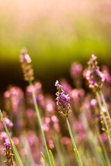 Purple lavender close up in the evening sun and sunset | Lavender Close Up in Provence, France | Amazing view of purple and green colors 