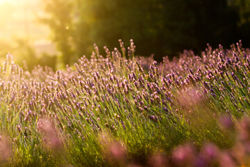 Purple lavender close up in the evening sun and sunset | Lavender Close Up in Provence, France | Amazing view of purple and green colors 
