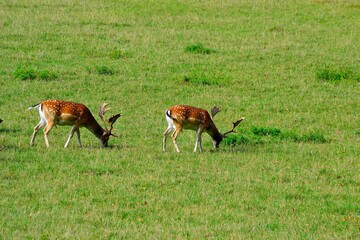 picture A pair of European fallow deer grazing in a meadow in a protected game reserve on a summer day